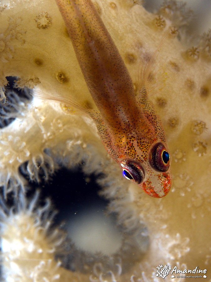 Bryaninops yongei