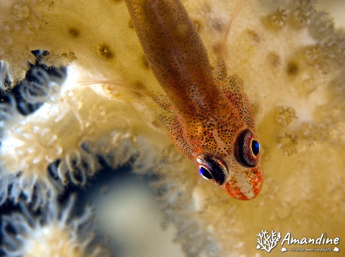 Bryaninops yongei