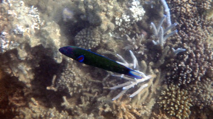 Thalassoma lunare