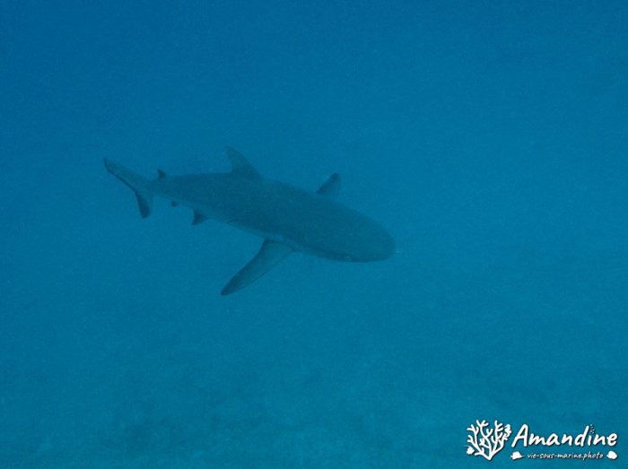 Carcharhinus amblyrhynchos