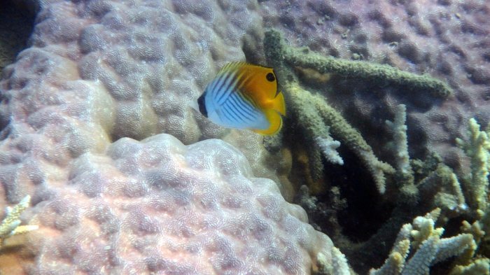 Chaetodon auriga