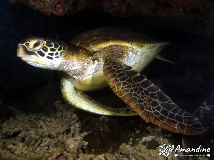 Chelonia mydas (tortue verte)