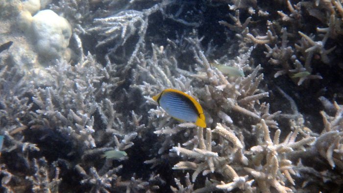 Chaetodon melannotus