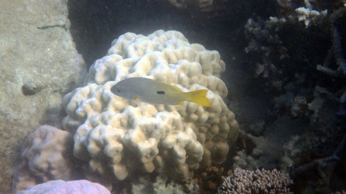 Lutjanus fulviflamma