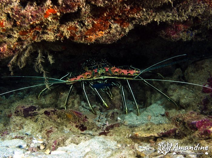 Langouste