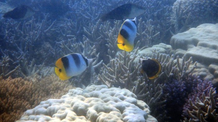 Chaetodon ulietensis
