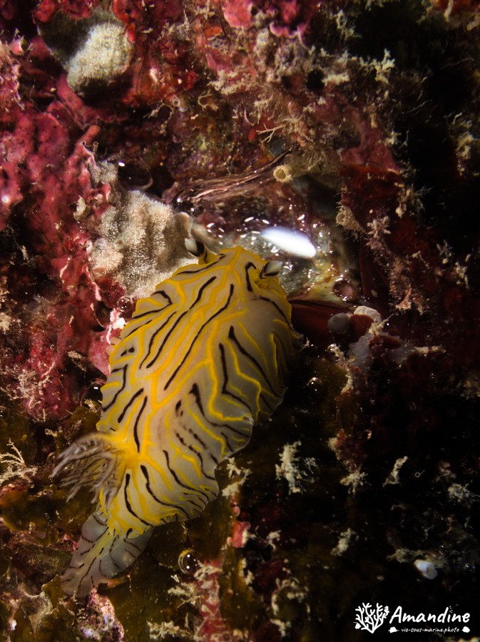 Nudibranche