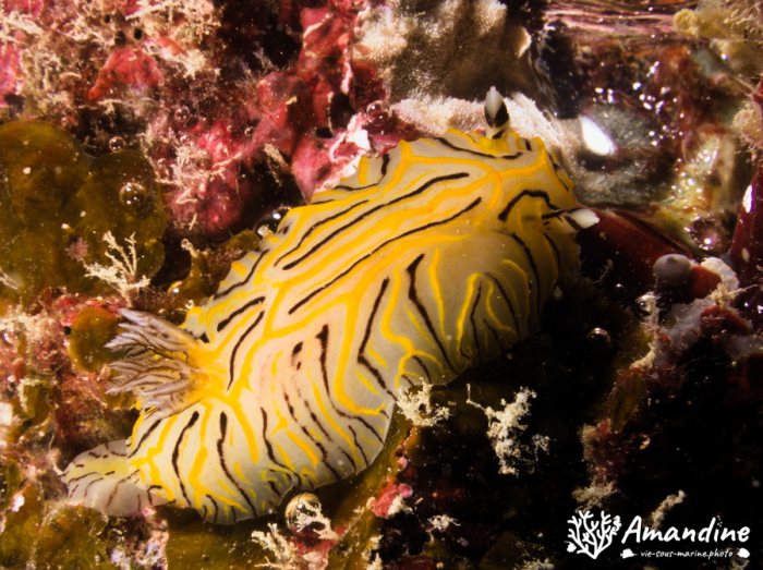 Nudibranche