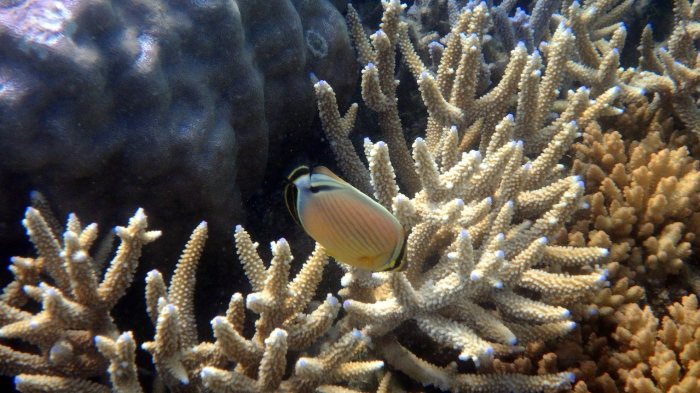 Chaetodon lunulatus