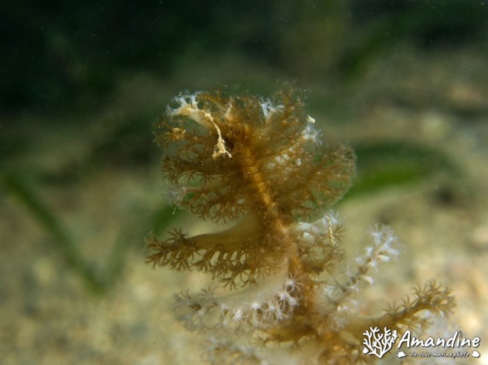 Pennatules