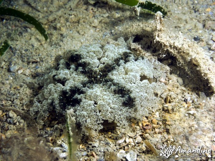 Cassiopea andromeda