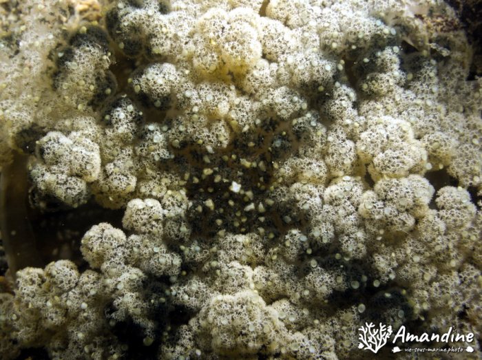 Cassiopea andromeda