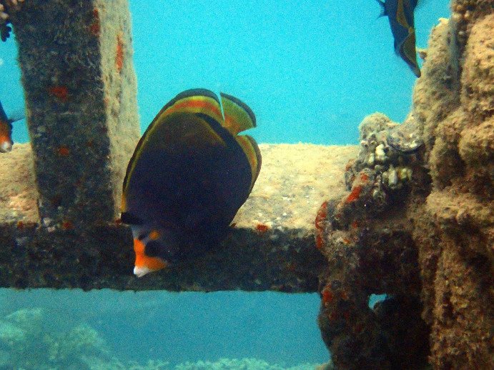 Chaetodon flavirostris