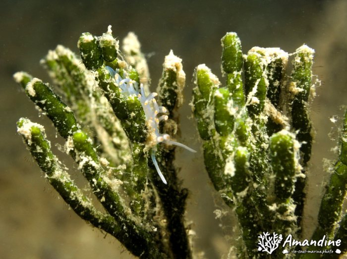 Flabellina bicolor