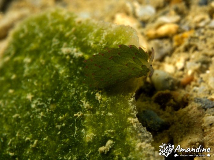 Costasiella sp1