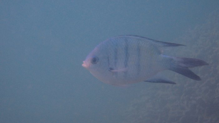 Abudefduf whitleyi