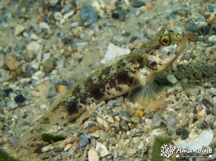 Vanderhorstia sp.