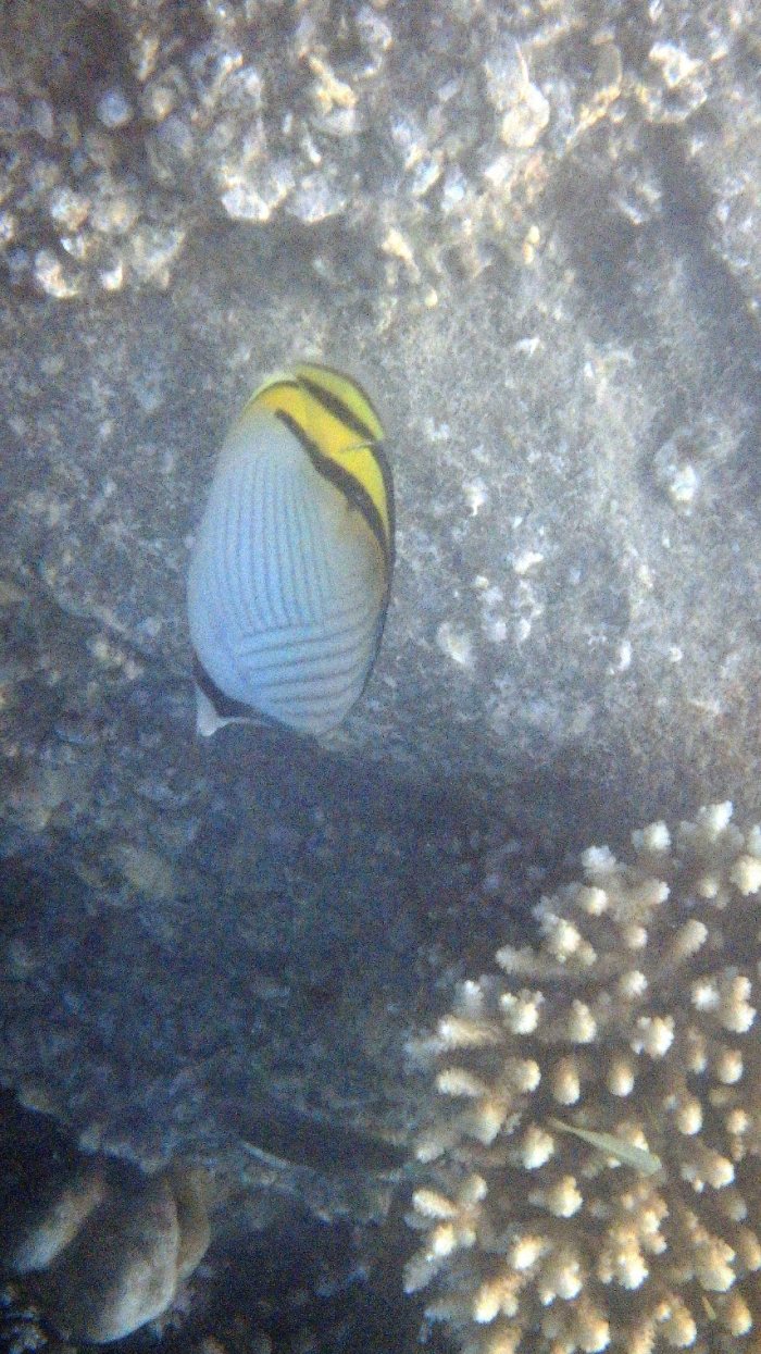 Chaetodon vagabundus