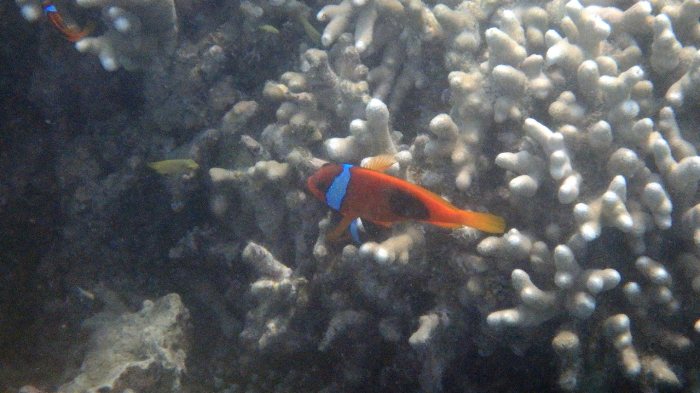Amphiprion melanopus
