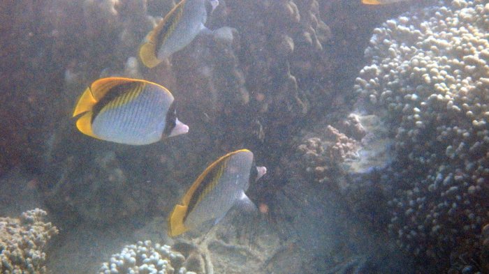 Chaetodon lineolatus