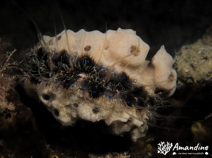 Pedum spondyloideum