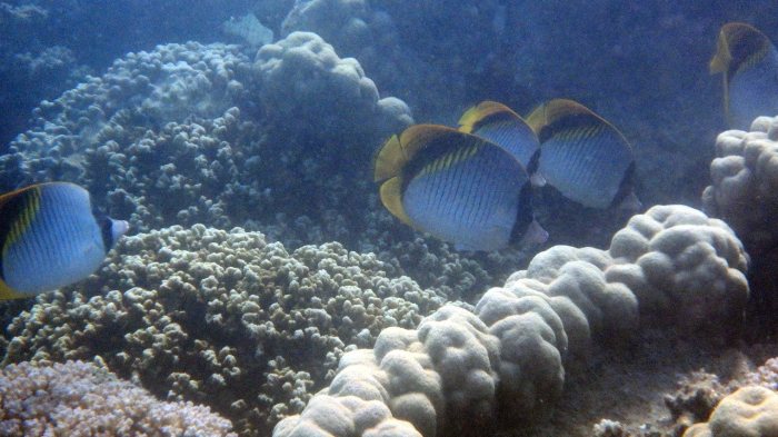 Chaetodon lineolatus