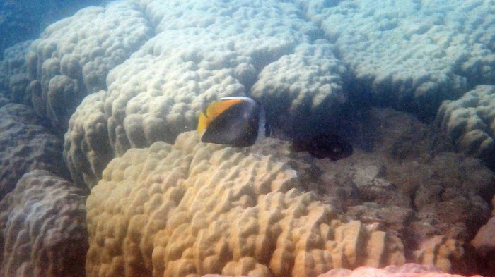 Heniochus singularius