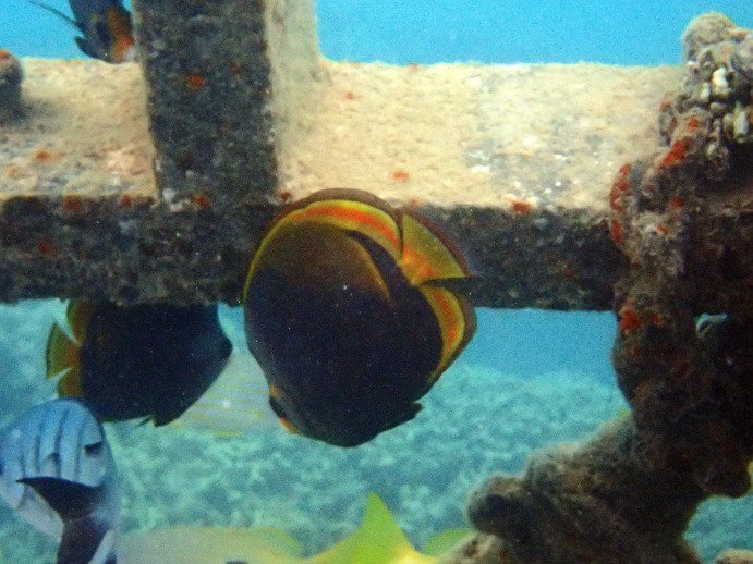 Chaetodon flavirostris