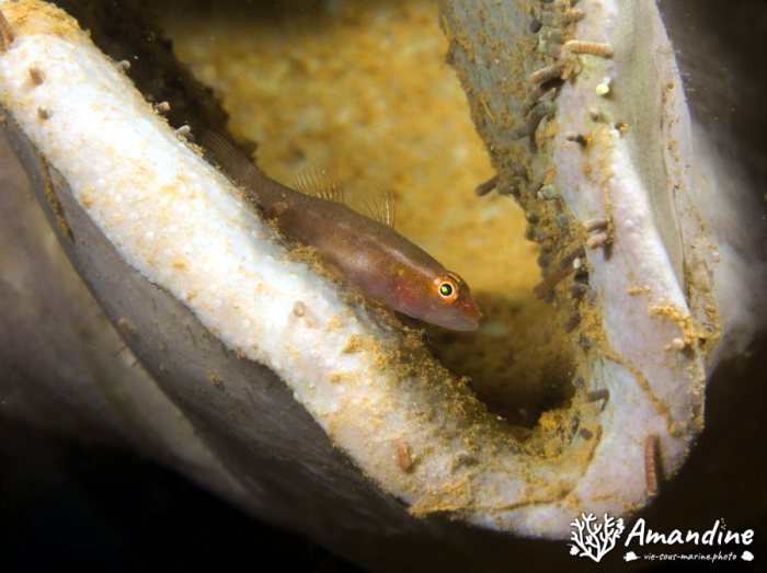 Bryaninops yongei