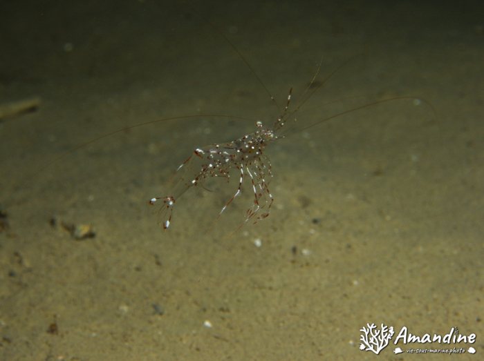 Crevette