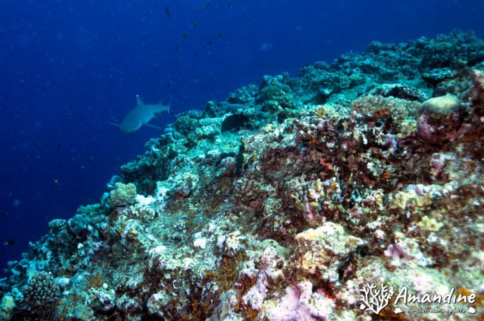 Requin pointe blanche (albi)
