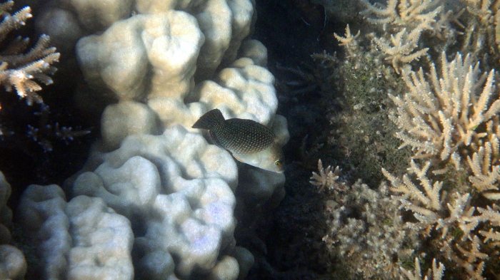 Hemigymnus melapterus