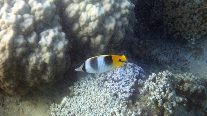 Chaetodon ulietensis