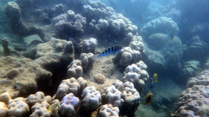 Thalassoma hardwicke