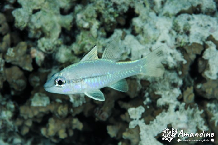 Poissons osseux