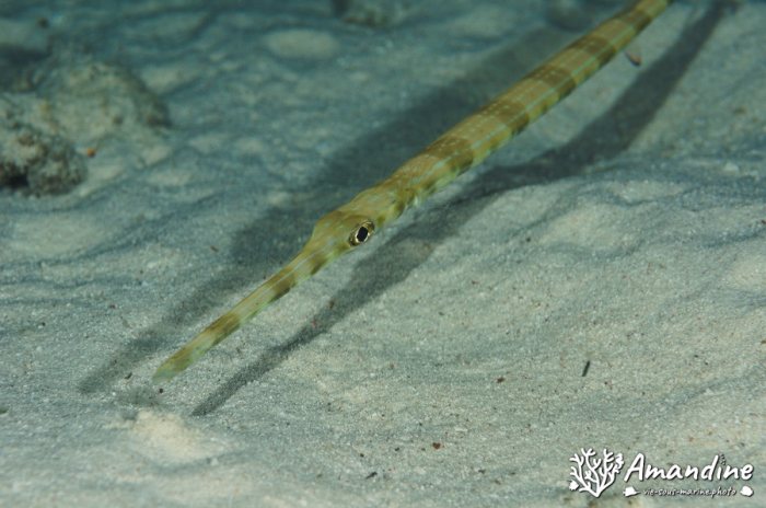 Poissons osseux