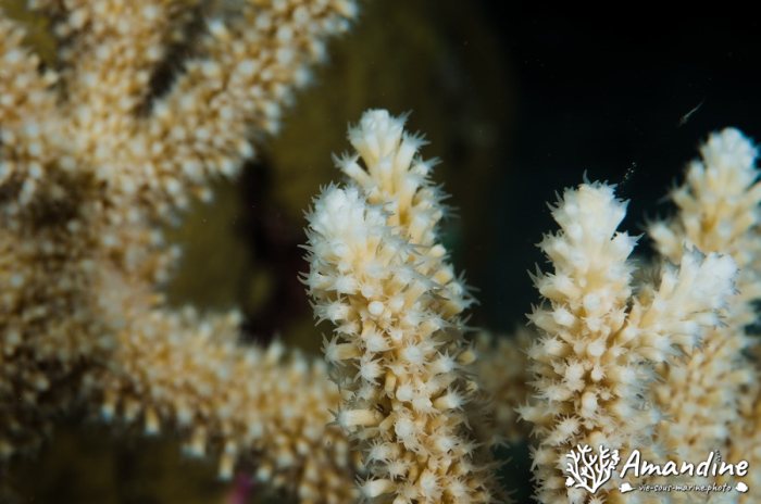 Corail dur