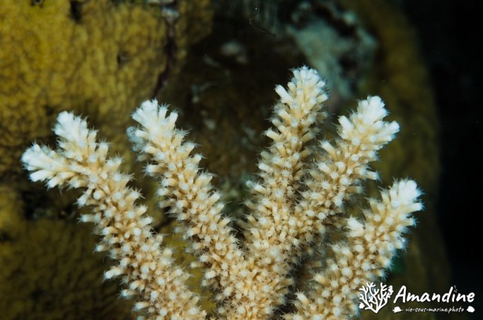 Corail dur