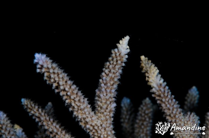 Corail dur