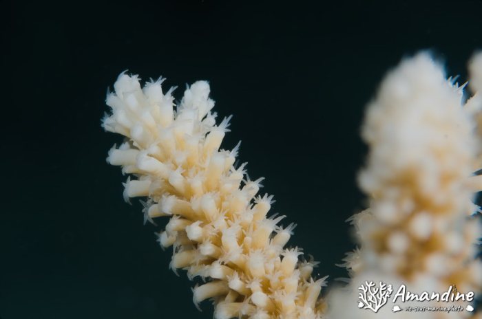 Corail dur