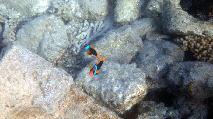 Amphiprion melanopus