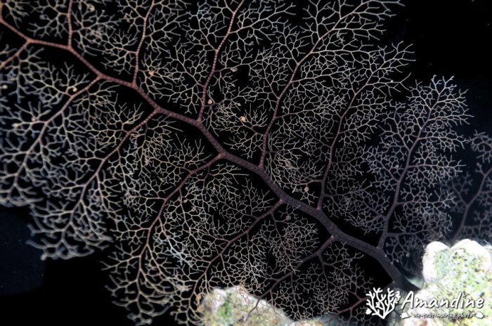 Gorgonocéphale
