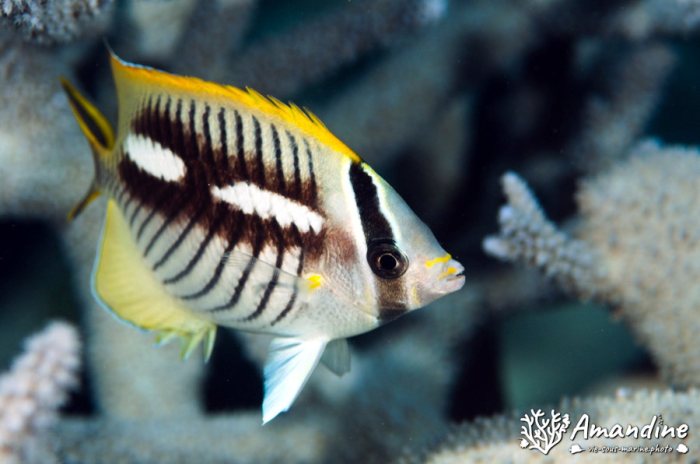 Chaetodon trifascialis