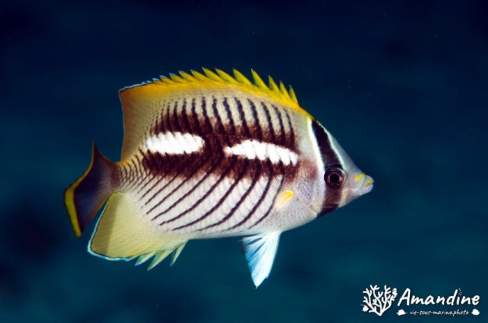 Chaetodon trifascialis