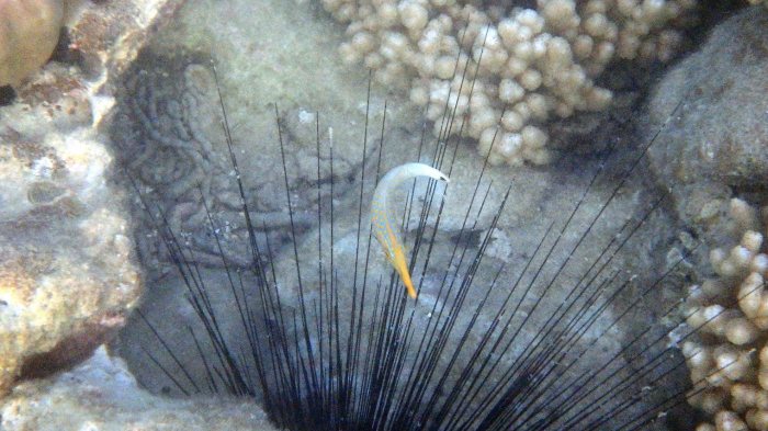 Oxymonacanthus longirostris