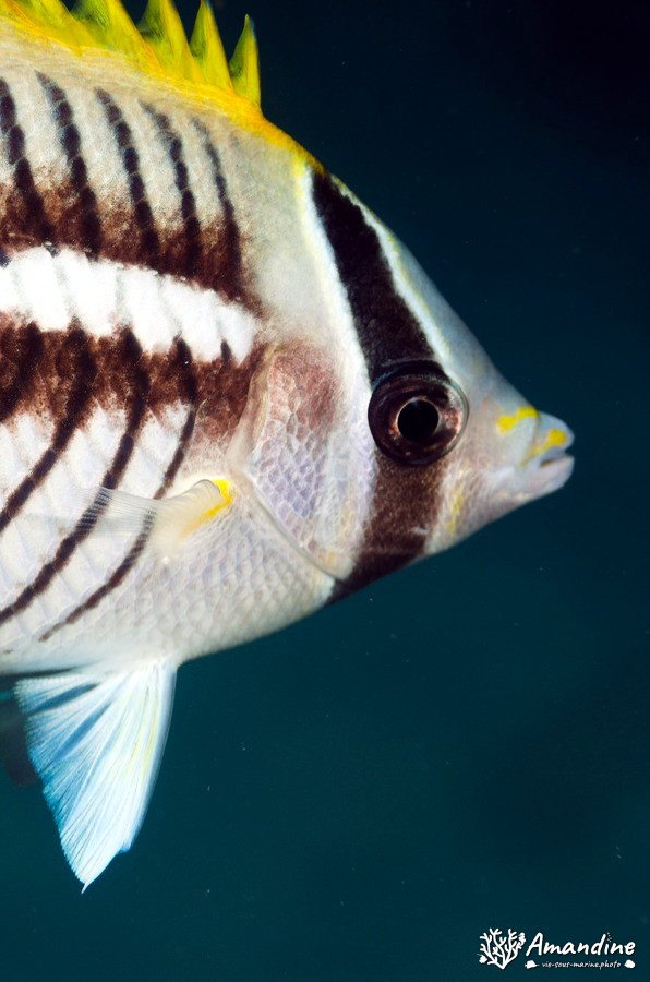 Chaetodon trifascialis