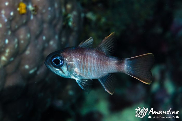 Poissons osseux