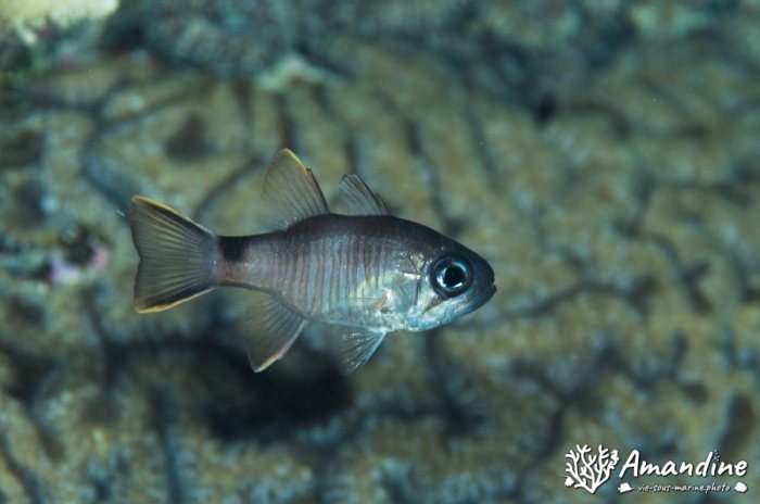 Poissons osseux