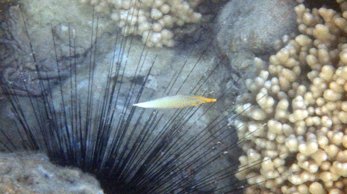 Oxymonacanthus longirostris
