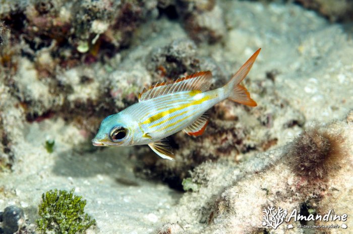 Poissons osseux